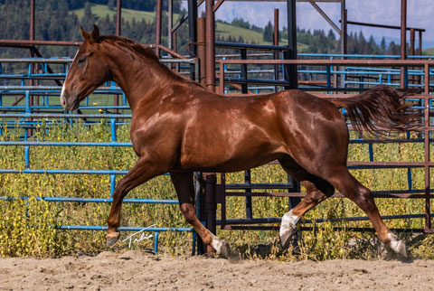 OU Happy Days (Rockem Sockem Rey x Lilith Fair)