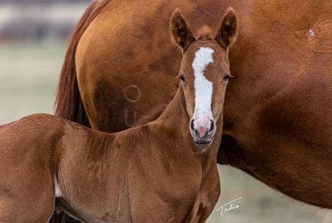 OU Hot August Night (White Hot Spot x LJ Smart)