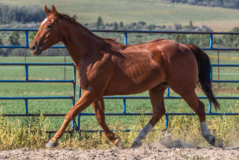 OU Hot Hand (White Hot Spot x Miss Tall Cotton)