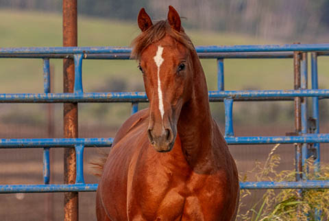 OU Cowcamp (He Be Stylish x Hot Cowboy News)