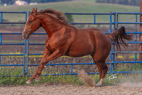 OU Cowcamp (He Be Stylish x Hot Cowboy News)