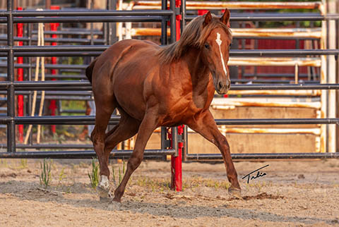 OU Cowcamp (He Be Stylish x Hot Cowboy News)