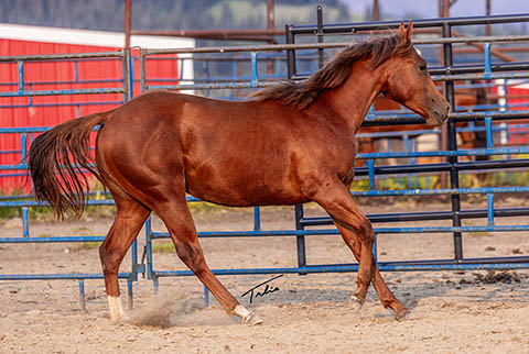 OU Cowcamp (He Be Stylish x Hot Cowboy News)