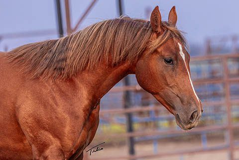 OU Cowcamp (He Be Stylish x Hot Cowboy News)