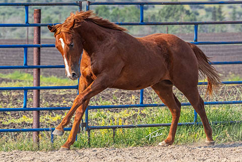 OU Hot Digity Doc (He Be Stylish x Little Bit A Hottie)