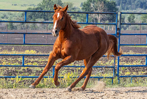 OU Hot Digity Doc (He Be Stylish x Little Bit A Hottie)