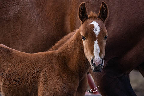 OU Hot Digity Doc (He Be Stylish x Little Bit A Hottie)