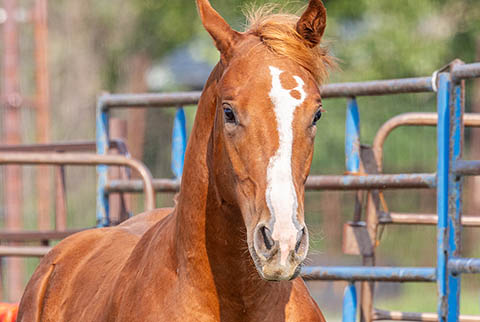 OU Explosive Skies (He Be Stylish x Tragically Pep)