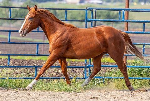 OU Explosive Skies (He Be Stylish x Tragically Pep)