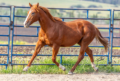 OU Explosive Skies (He Be Stylish x Tragically Pep)