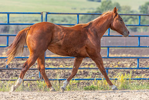 OU Explosive Skies (He Be Stylish x Tragically Pep)