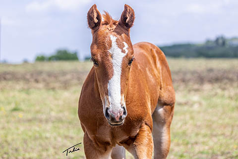 OU Explosive Skies (He Be Stylish x Tragically Pep)