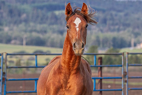 OU Sunshine (Rockem Sockem Rey x CJ Miss N Gold)