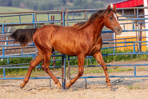 OU Sunshine (Rockem Sockem Rey x CJ Miss N Gold)