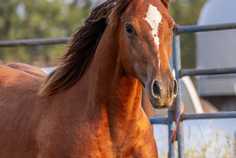 OU Sunshine (Rockem Sockem Rey x CJ Miss N Gold)