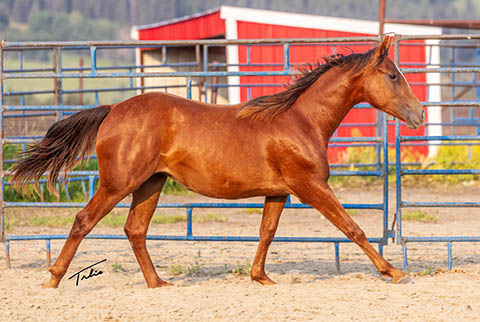 OU Sunshine (Rockem Sockem Rey x CJ Miss N Gold)