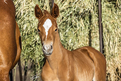 OU Sunshine (Rockem Sockem Rey x CJ Miss N Gold)