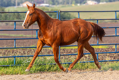 OU London Mist (Rockem Sockem Rey x CJ Sugar Special)