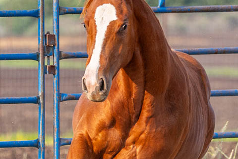 OU London Mist (Rockem Sockem Rey x CJ Sugar Special)