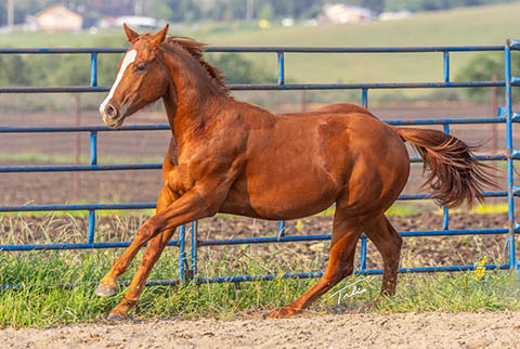 OU London Mist (Rockem Sockem Rey x CJ Sugar Special)