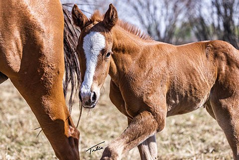 OU London Mist (Rockem Sockem Rey x CJ Sugar Special)