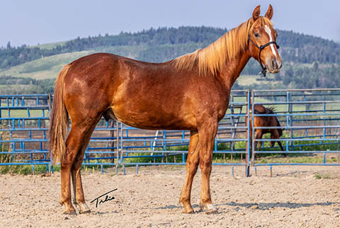 OU Pistol Pete (Rockem Sockem Rey x OU Miss N Gold)