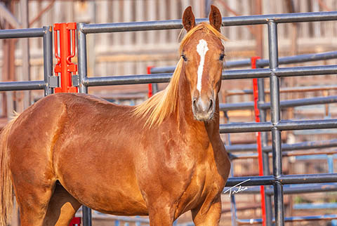 OU Pistol Pete (Rockem Sockem Rey x OU Miss N Gold)