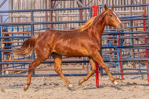 OU Pistol Pete (Rockem Sockem Rey x OU Miss N Gold)