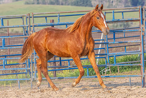 OU Pistol Pete (Rockem Sockem Rey x OU Miss N Gold)