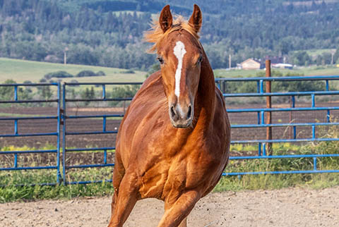 OU Pistol Pete (Rockem Sockem Rey x OU Miss N Gold)