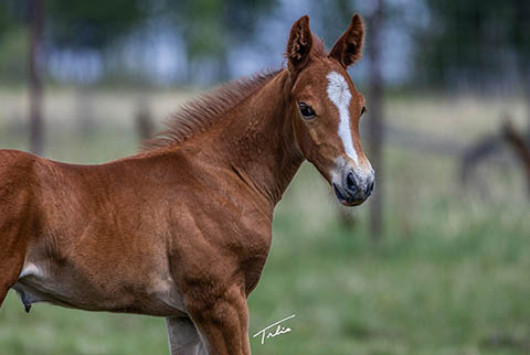 OU Pistol Pete (Rockem Sockem Rey x OU Miss N Gold)