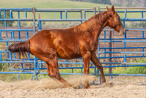 OU Justified (Rockem Sockem Rey x OU Turtle Dove)