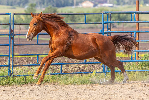 OU Justified (Rockem Sockem Rey x OU Turtle Dove)