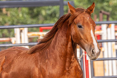 OU Justified (Rockem Sockem Rey x OU Turtle Dove)