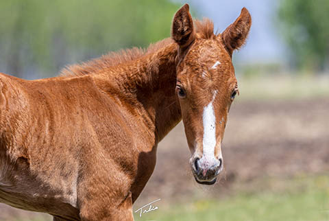 OU Justified (Rockem Sockem Rey x OU Turtle Dove)