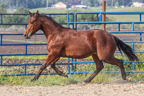 OU Big Operator (White Hot Spot x Dainty Skyline)