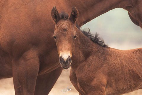 OU Big Operator (White Hot Spot x Dainty Skyline)