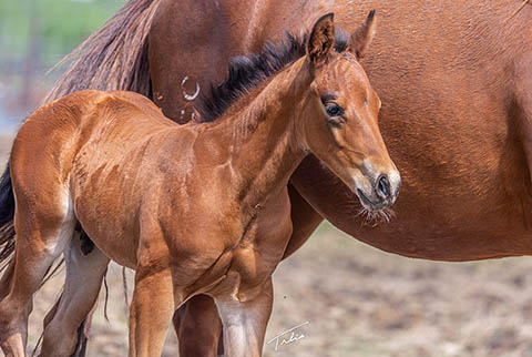 OU First Class (White Hot Spot x Jannberey)