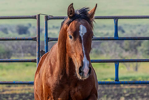 OU Rip Tide (White Hot Spot x Miss Tall Cotton)