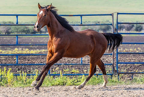 OU Rip Tide (White Hot Spot x Miss Tall Cotton)