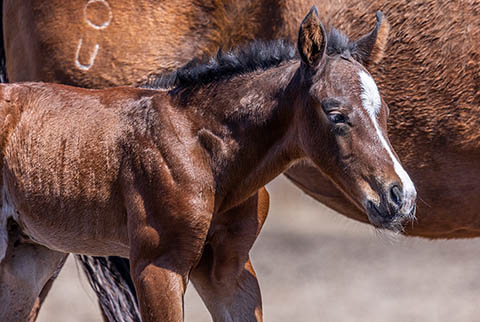 OU Rip Tide (White Hot Spot x Miss Tall Cotton)