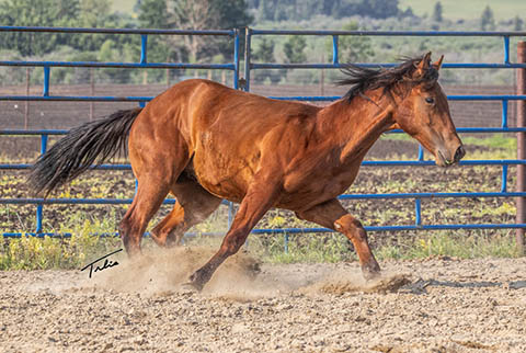 OU High Call (White Hot Spot x OU Buckskin Badger)