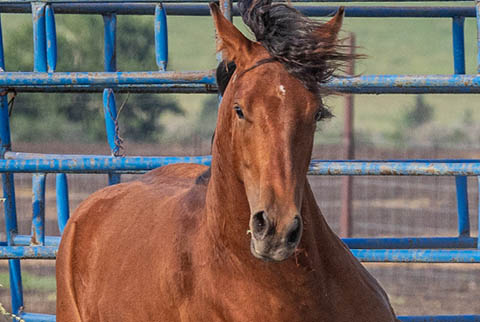 OU High Call (White Hot Spot x OU Buckskin Badger)