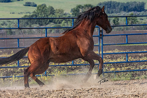 OU High Call (White Hot Spot x OU Buckskin Badger)