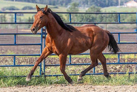 OU High Call (White Hot Spot x OU Buckskin Badger)