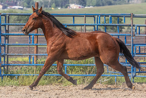 OU High Call (White Hot Spot x OU Buckskin Badger)