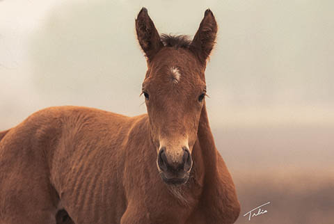 OU High Call (White Hot Spot x OU Buckskin Badger)