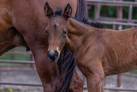 OU Smart Money (White Hot Spot x OU Snippy Lou Rey)