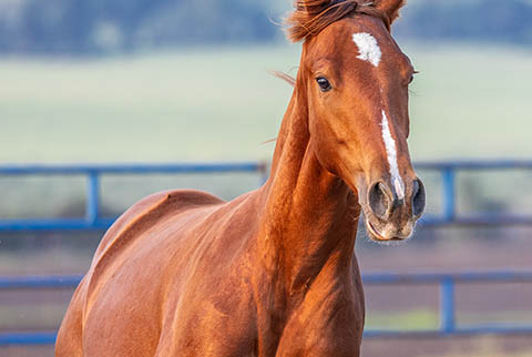 OU Stylish Gather (White Hot Spot x Second Cut)