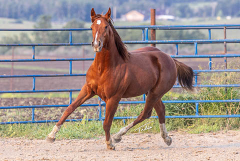 OU Stylish Gather (White Hot Spot x Second Cut)